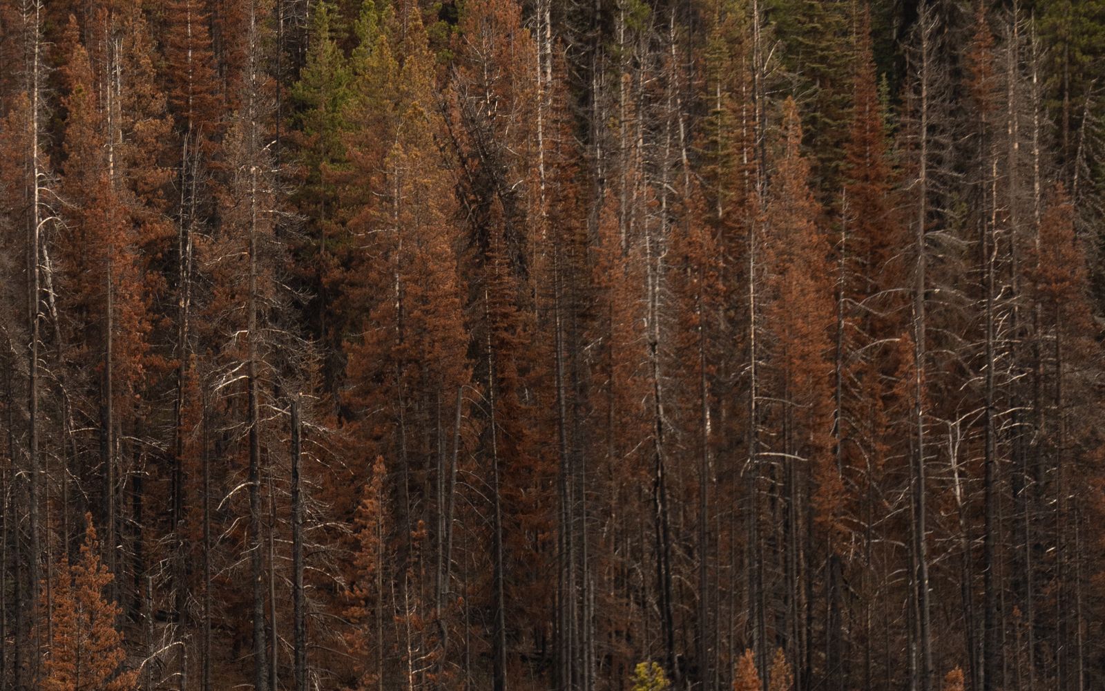 Charred tree trunks standing among autumn vegetation and young evergreen regrowth after a wildfire