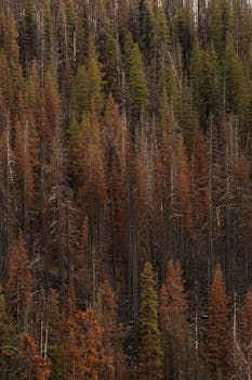 Charred trees and autumn colors depict forest recovery after a wildfire.