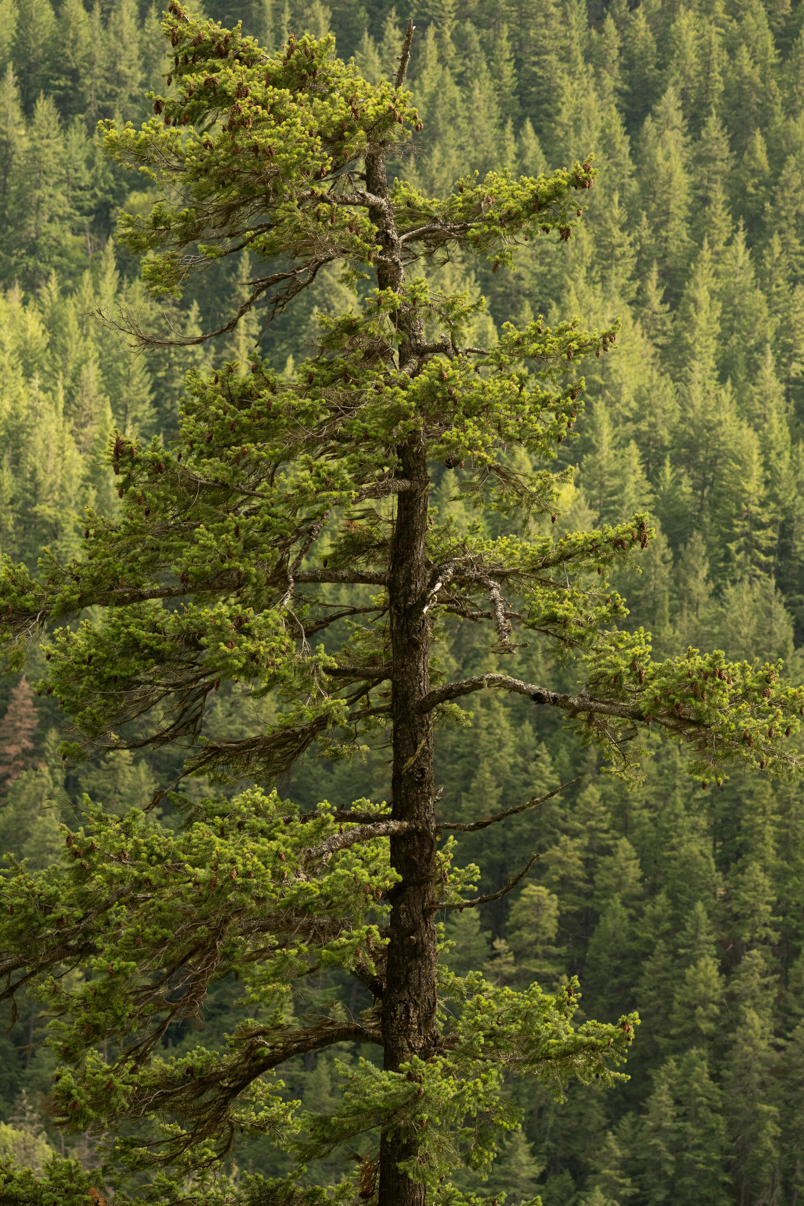 Tall pine tree amidst a vast evergreen forest showcasing vibrant natural beauty