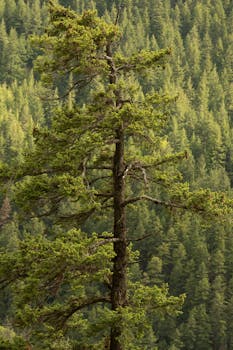 Tall pine tree amidst a vast evergreen forest showcasing vibrant natural beauty