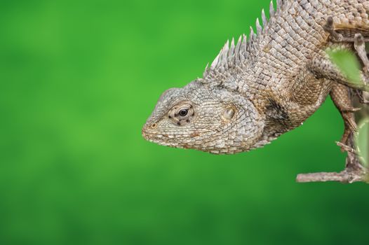 lizard photo