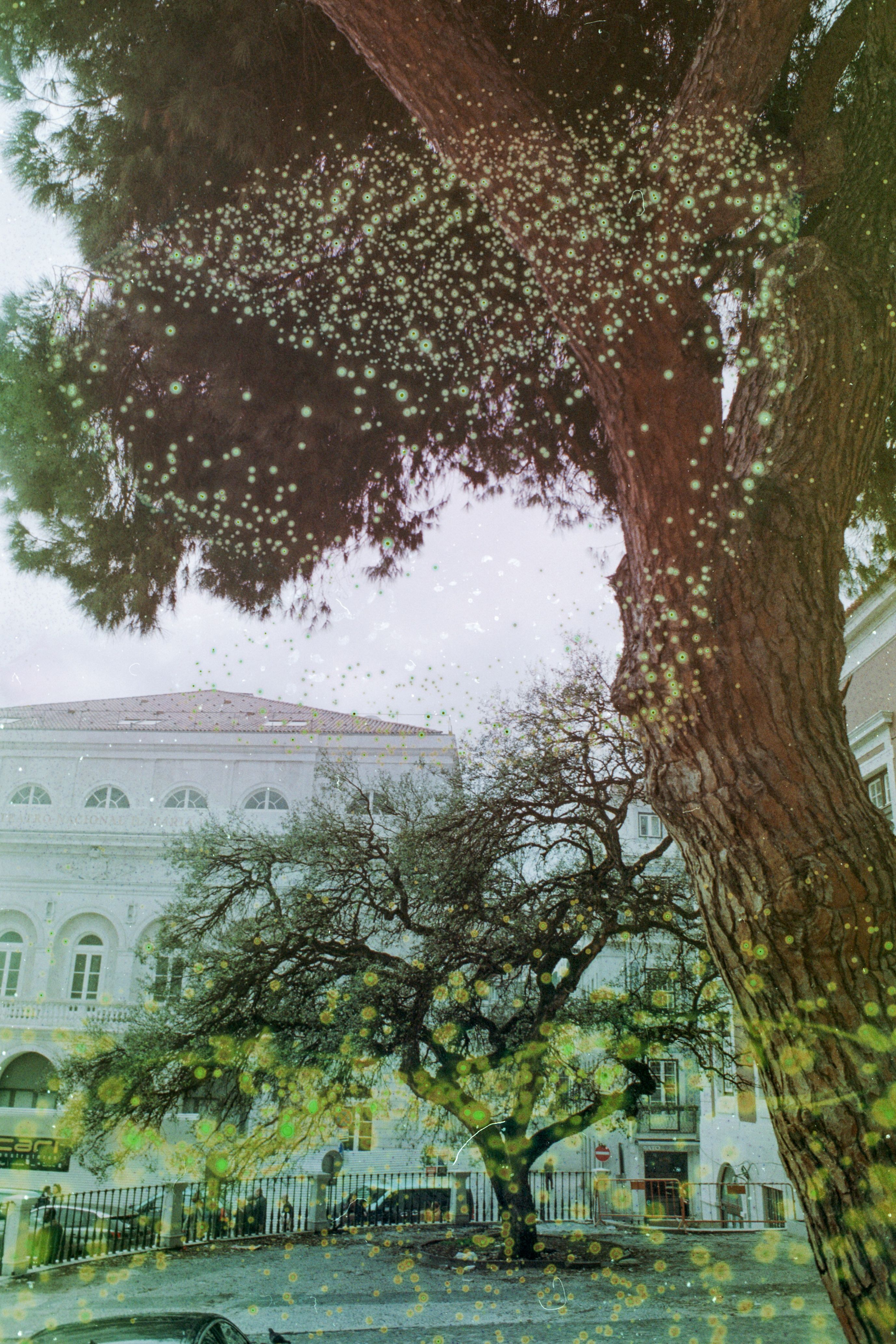 Enchanting Tree Scene in Lisbon with Film Effects · Free Stock Photo