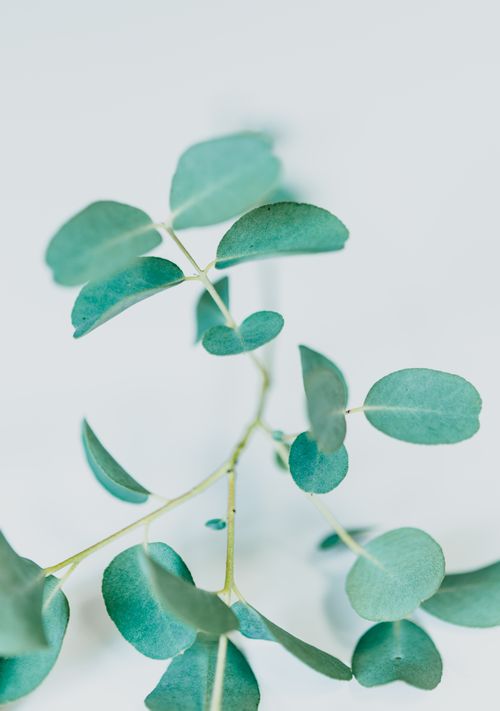 Free Close-up of eucalyptus leaves with a soft pastel tone, perfect for natural decor themes. Stock Photo