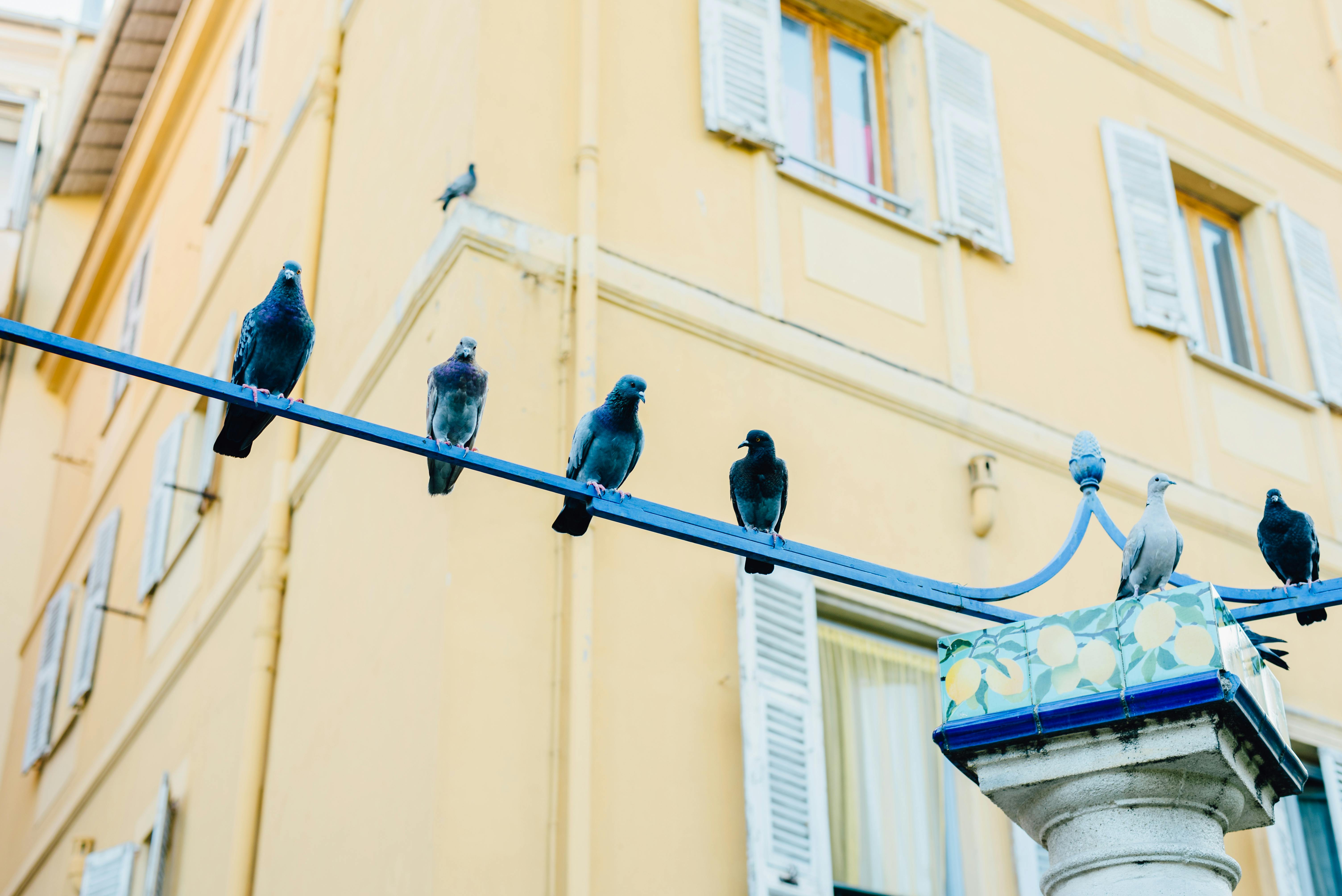 A group of pigeons perched on a wire against a yellow building facade.