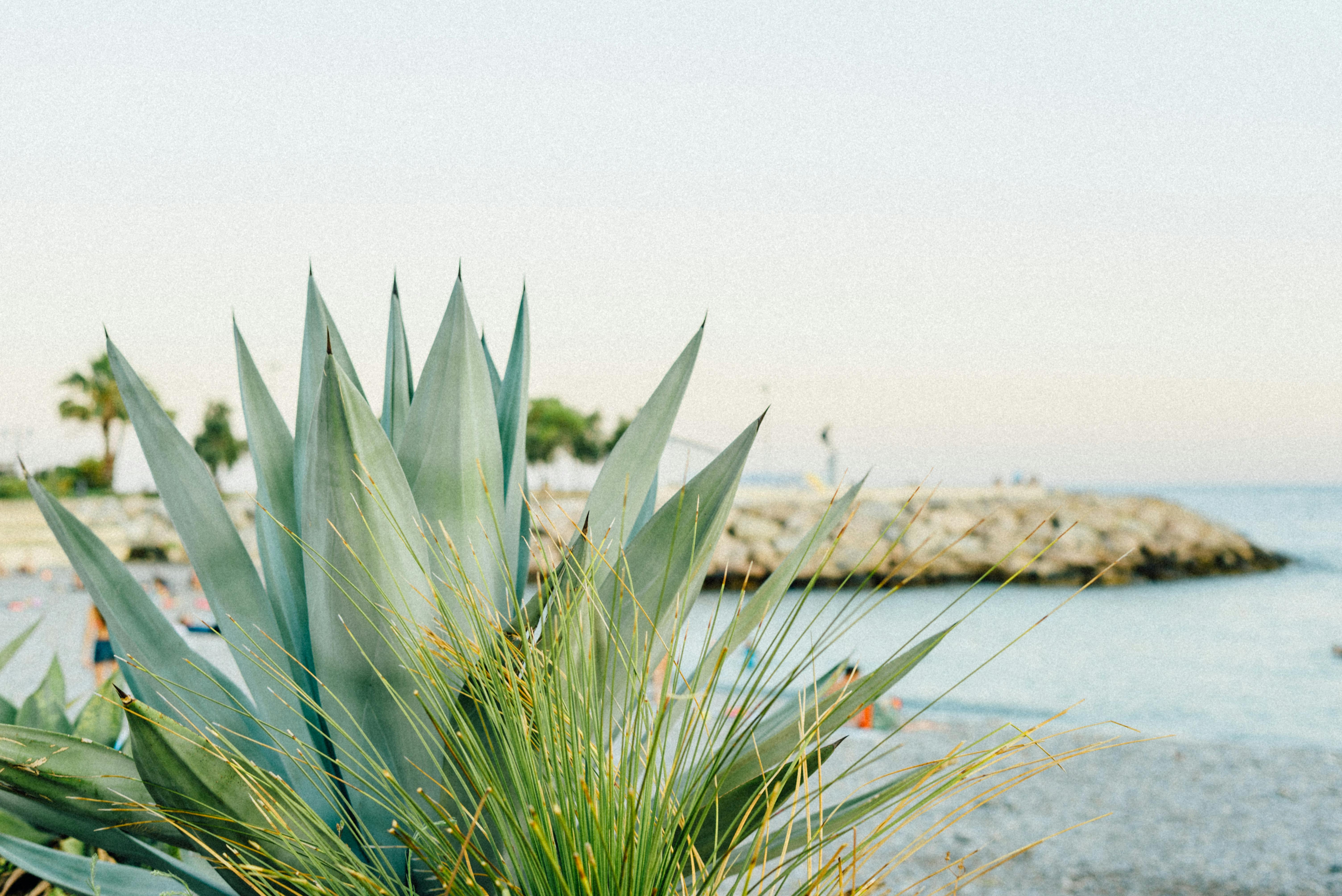 Close-up of an agave plant by the beach at sunset, capturing a serene coastal scene.