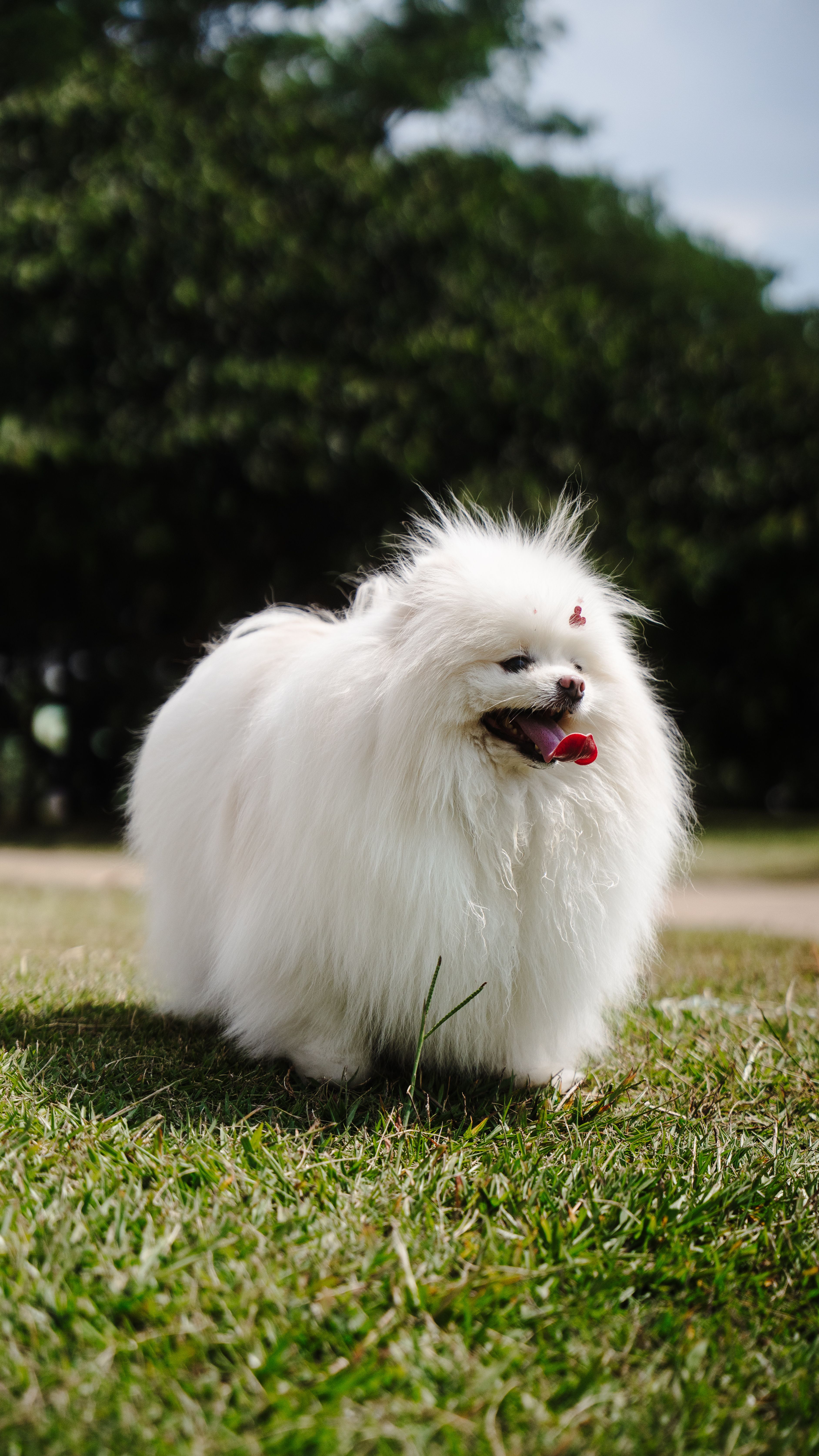 Ear Mites in Cats and Dogs: Symptoms and Treatment