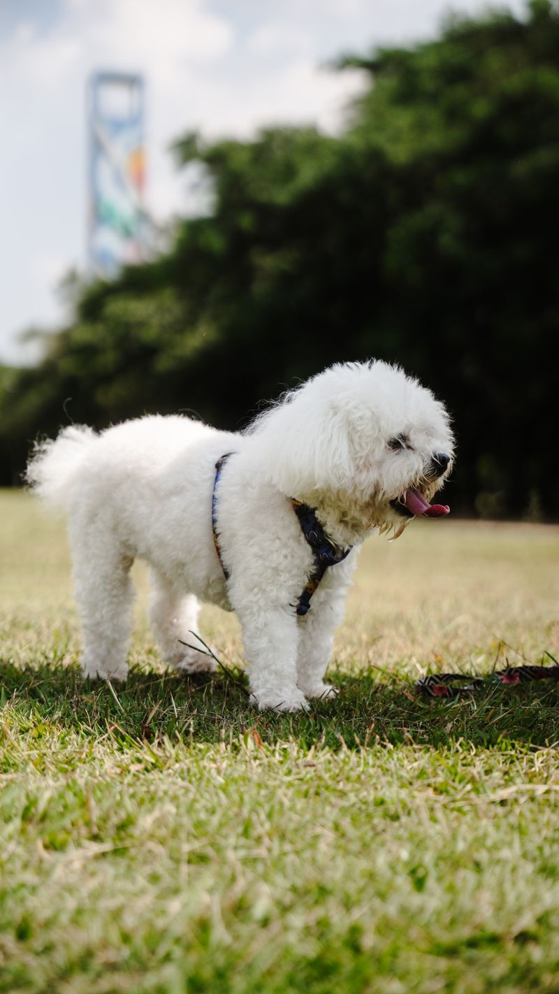Mochi - photo 1