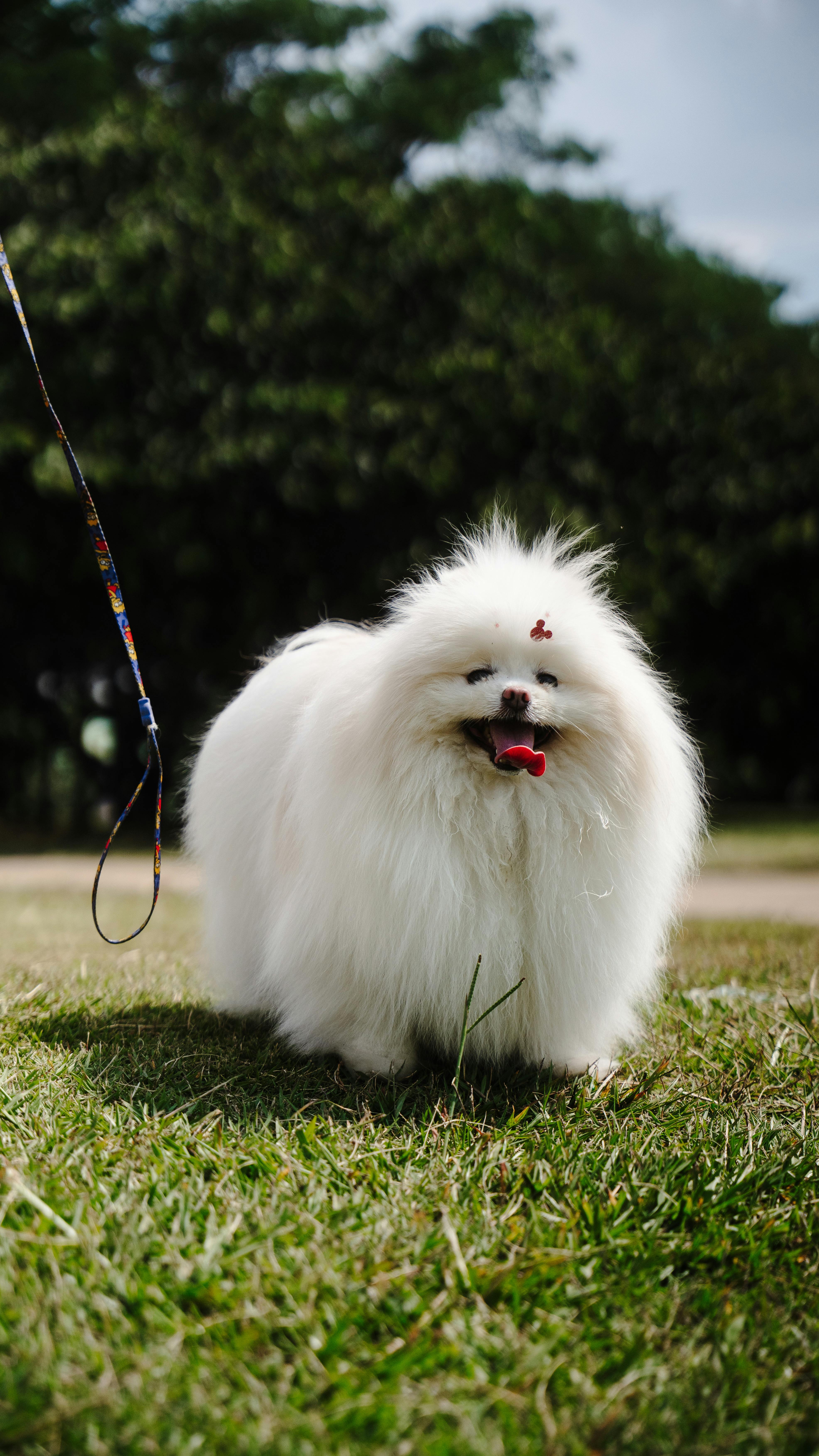 Pet Care Tips for Travelers