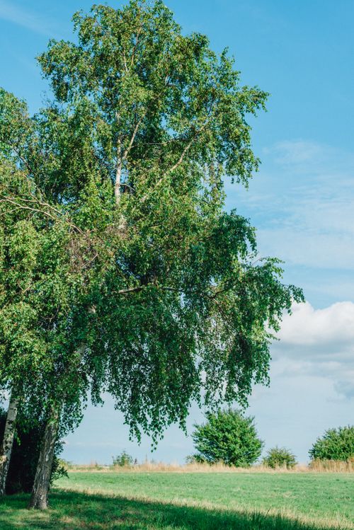 Free Tranquil summer scene of a lush green birch tree against a clear blue sky. Stock Photo