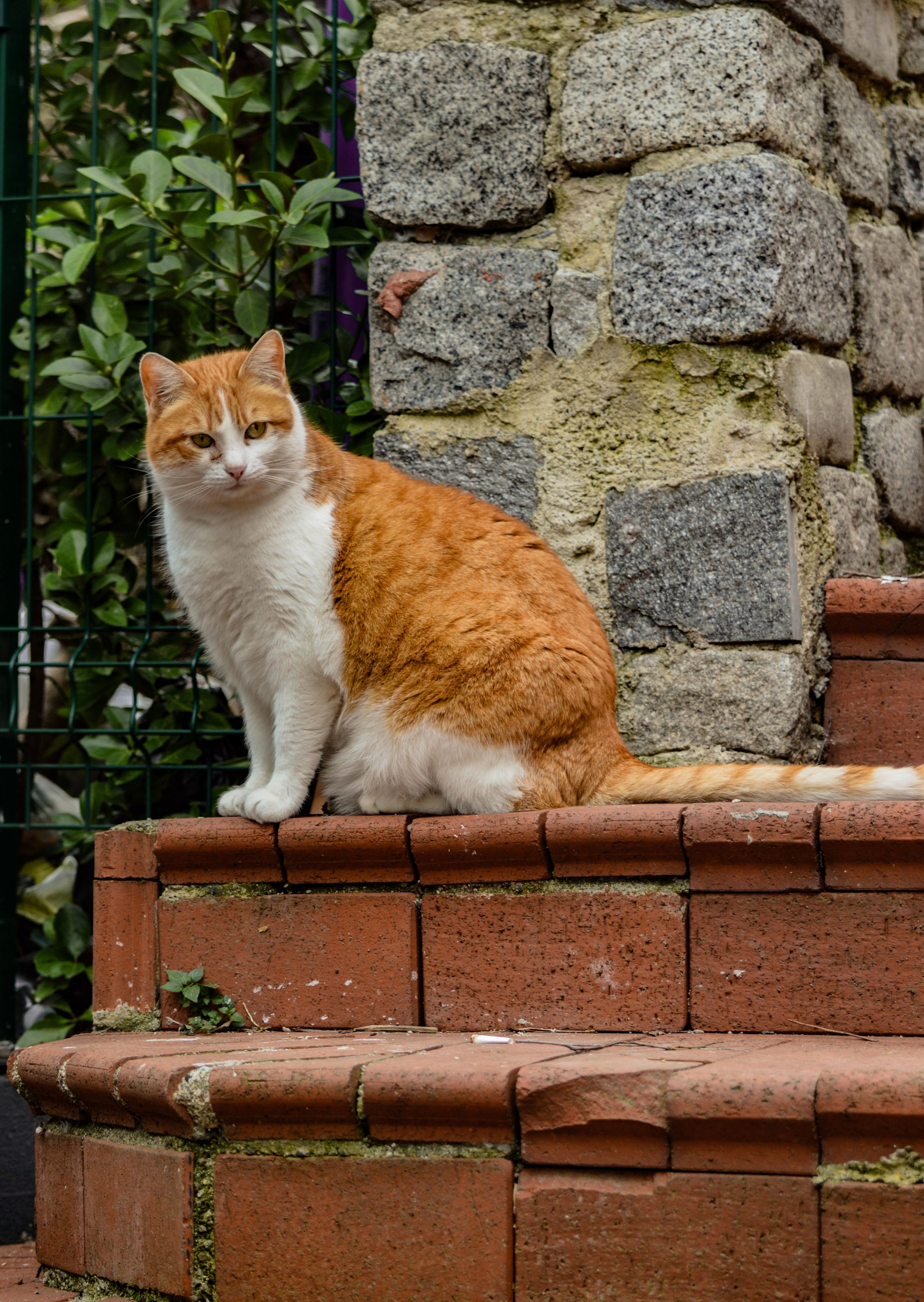 Chimera Cat Photos, Download The BEST Free Chimera Cat Stock Photos ...