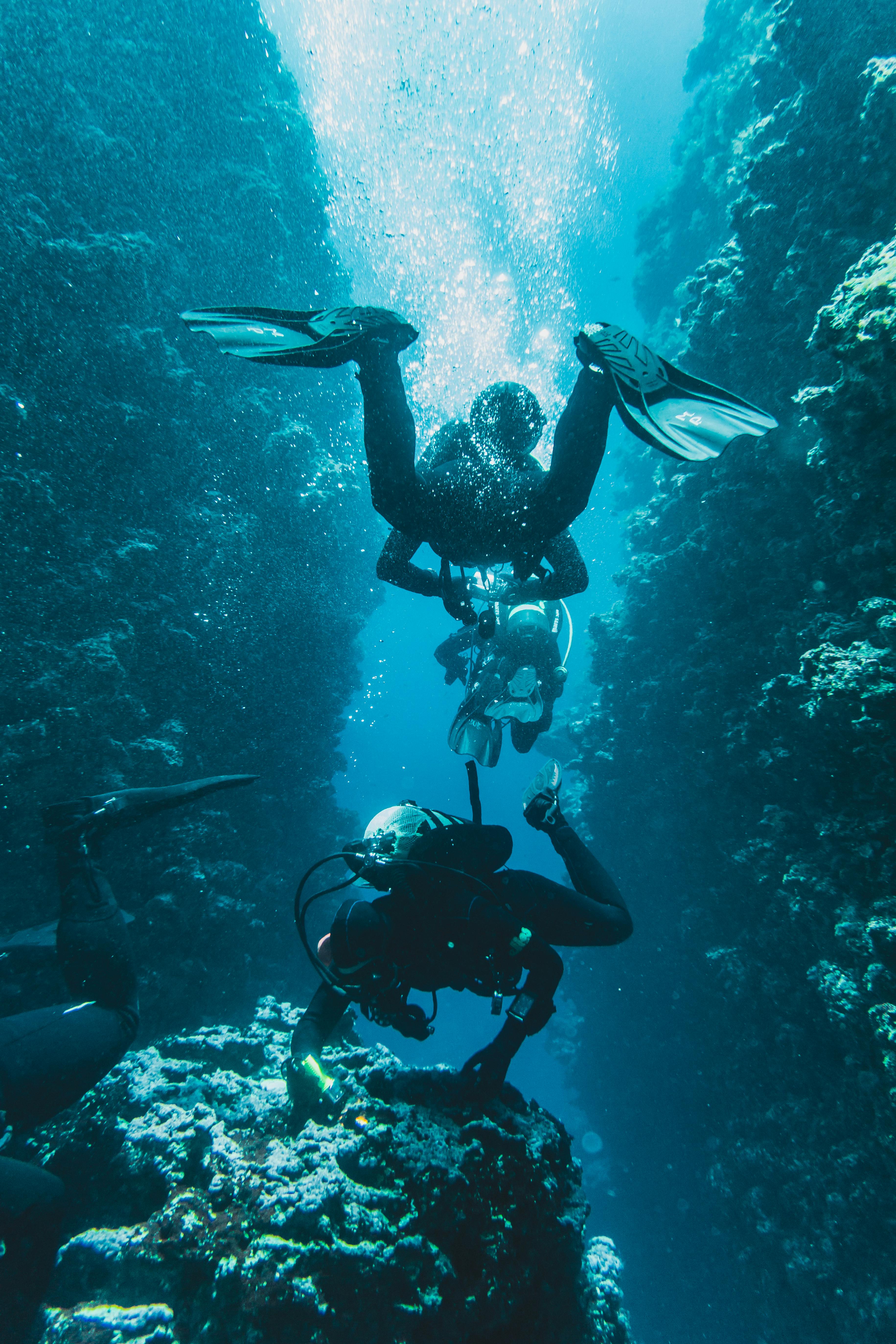 Wallpaper ID 292480  divers scuba reef underwater sea ocean diving 4k  wallpaper free download