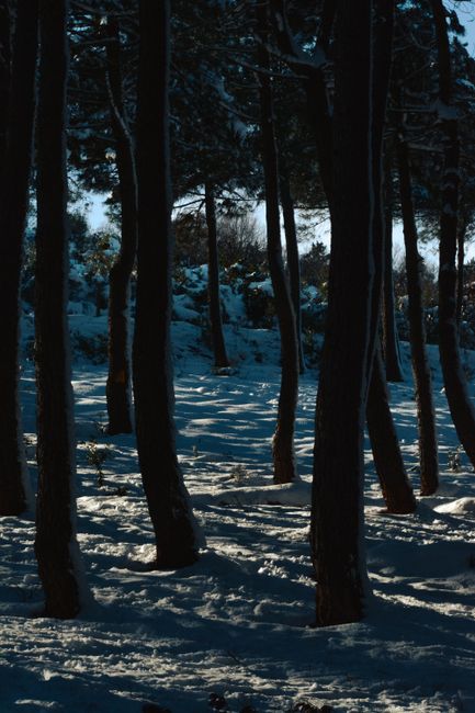Peaceful snowy forest in Istanbul capturing the serene twilight scenery.