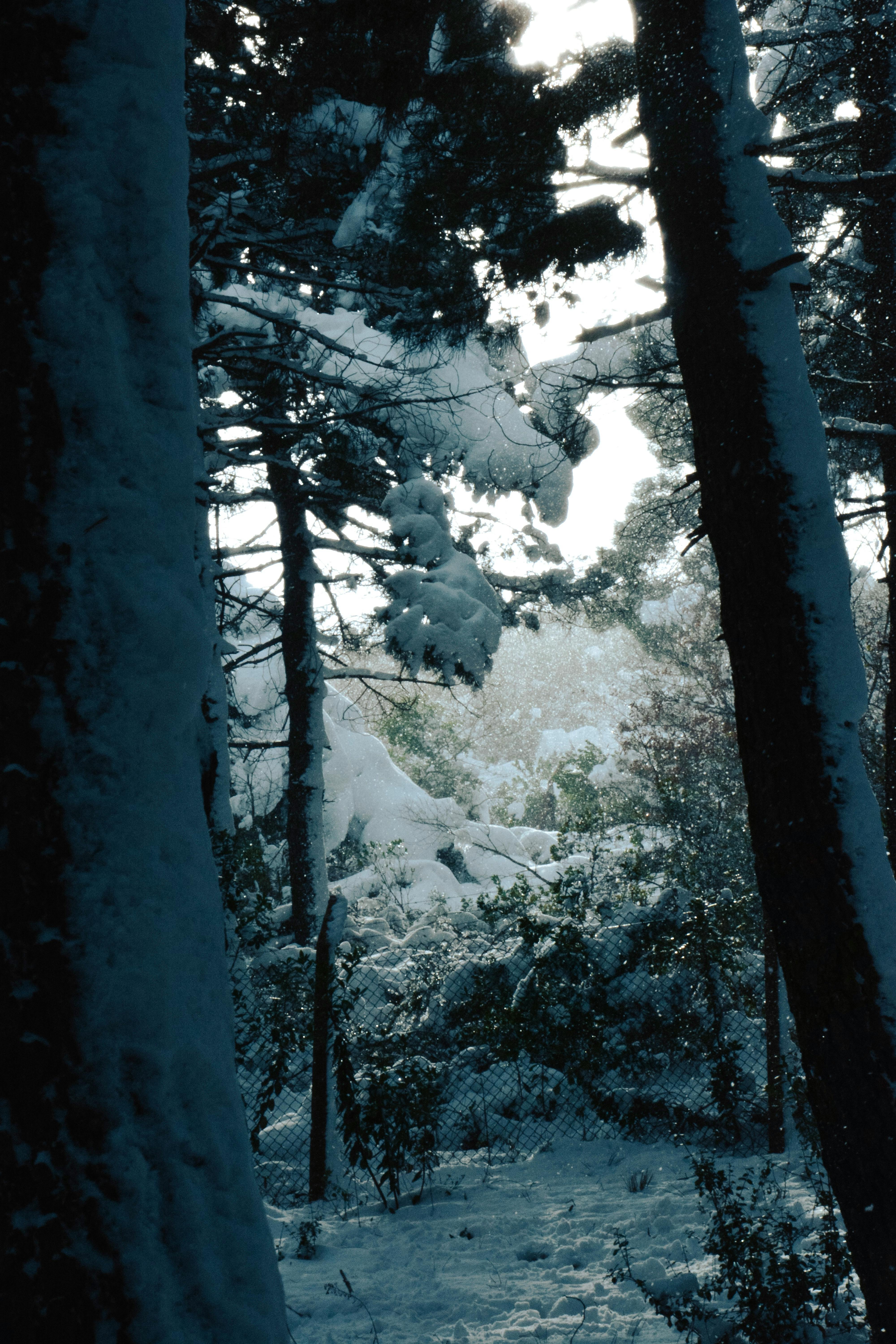 Tranquil snow-covered trees in an İstanbul forest during winter.