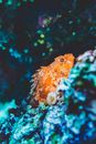 特写镜头展示珊瑚礁中的蝎子鱼，呈现海洋生物多样性