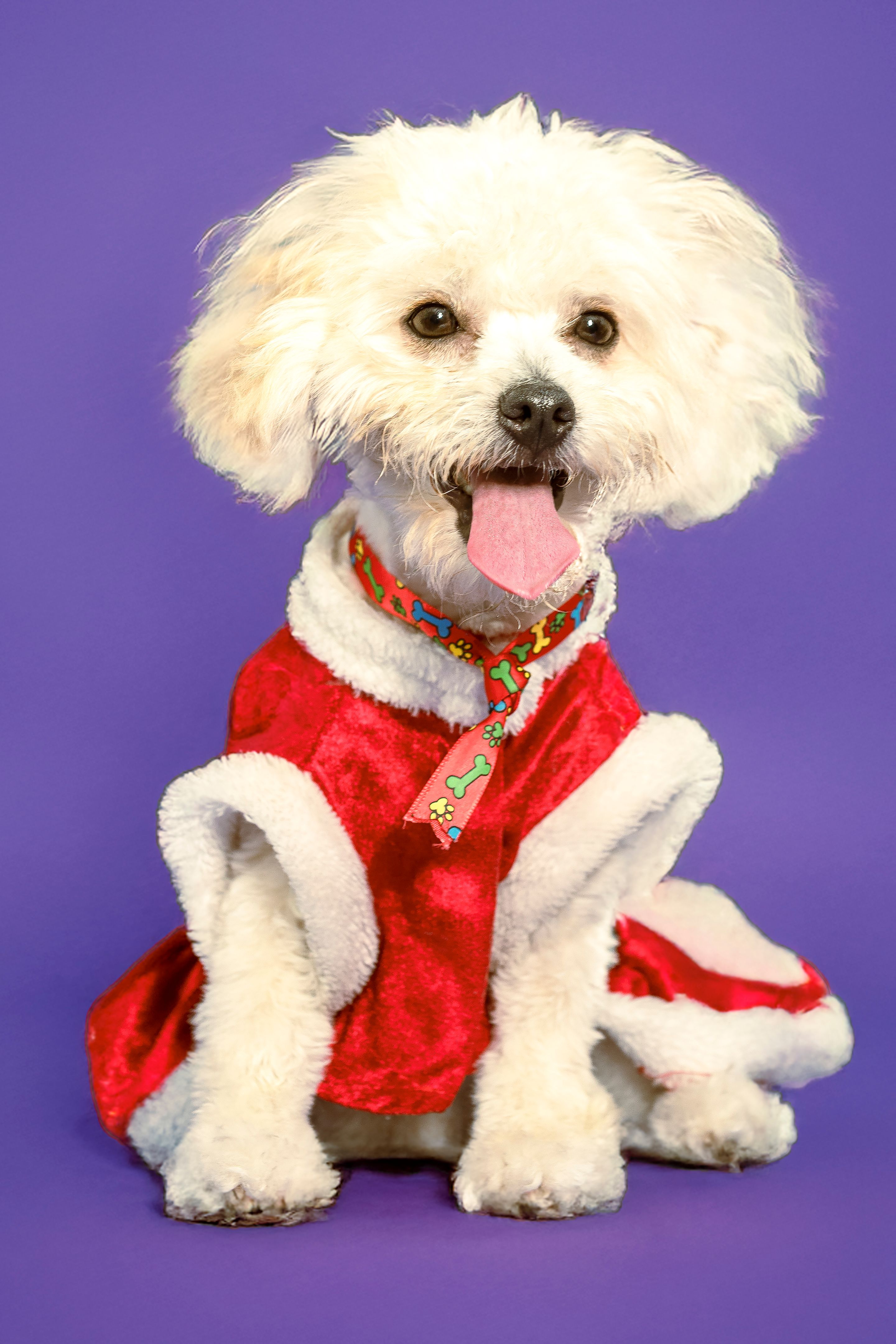 Adorable white dog dressed as Santa, sitting against a vibrant purple backdrop, showcasing Christmas cheer.