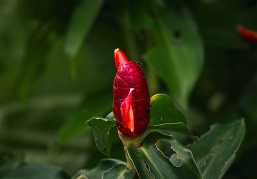 Free Close-up of a vibrant red Costus flower in a lush Thailand garden. Stock Photo