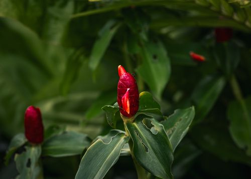 Free Close-up of a vibrant red Costus flower bud in a lush green garden in Thailand. Stock Photo