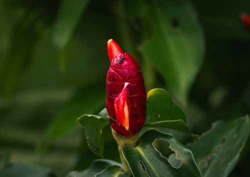 Free Close-up of a vibrant red flower with ants in a lush Thai garden. Stock Photo