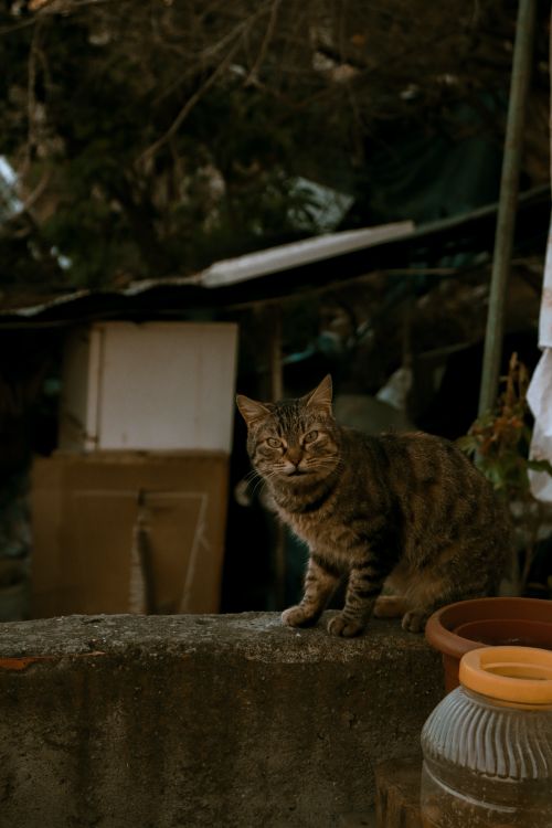 Free A stray tabby cat sitting on a wall in a rustic outdoor setting with muted surroundings. Stock Photo
