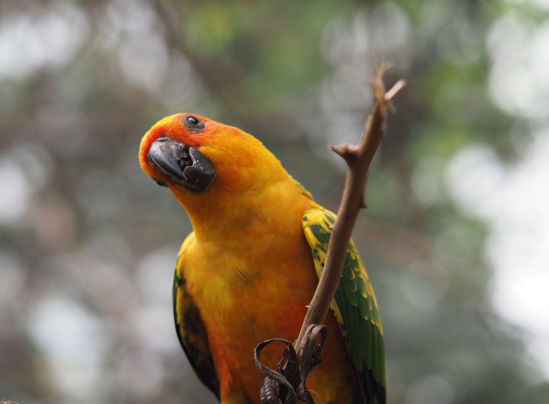 Close-up photo of a bright orange and green Sun Conure parrot perched on a branch.