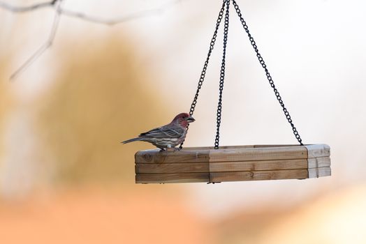 A finch rests on a wooden bird feeder, highlighting nature's beauty against a neutral blurred backdrop.