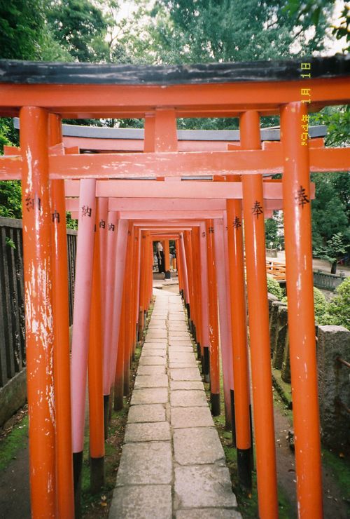 Free View through vibrant red torii gates at a Japanese shrine, surrounded by lush greenery. Stock Photo