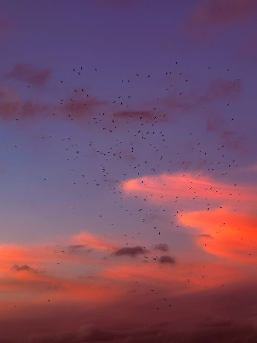Free Vivid sunset sky filled with birds, creating a captivating scene in Spain. Stock Photo