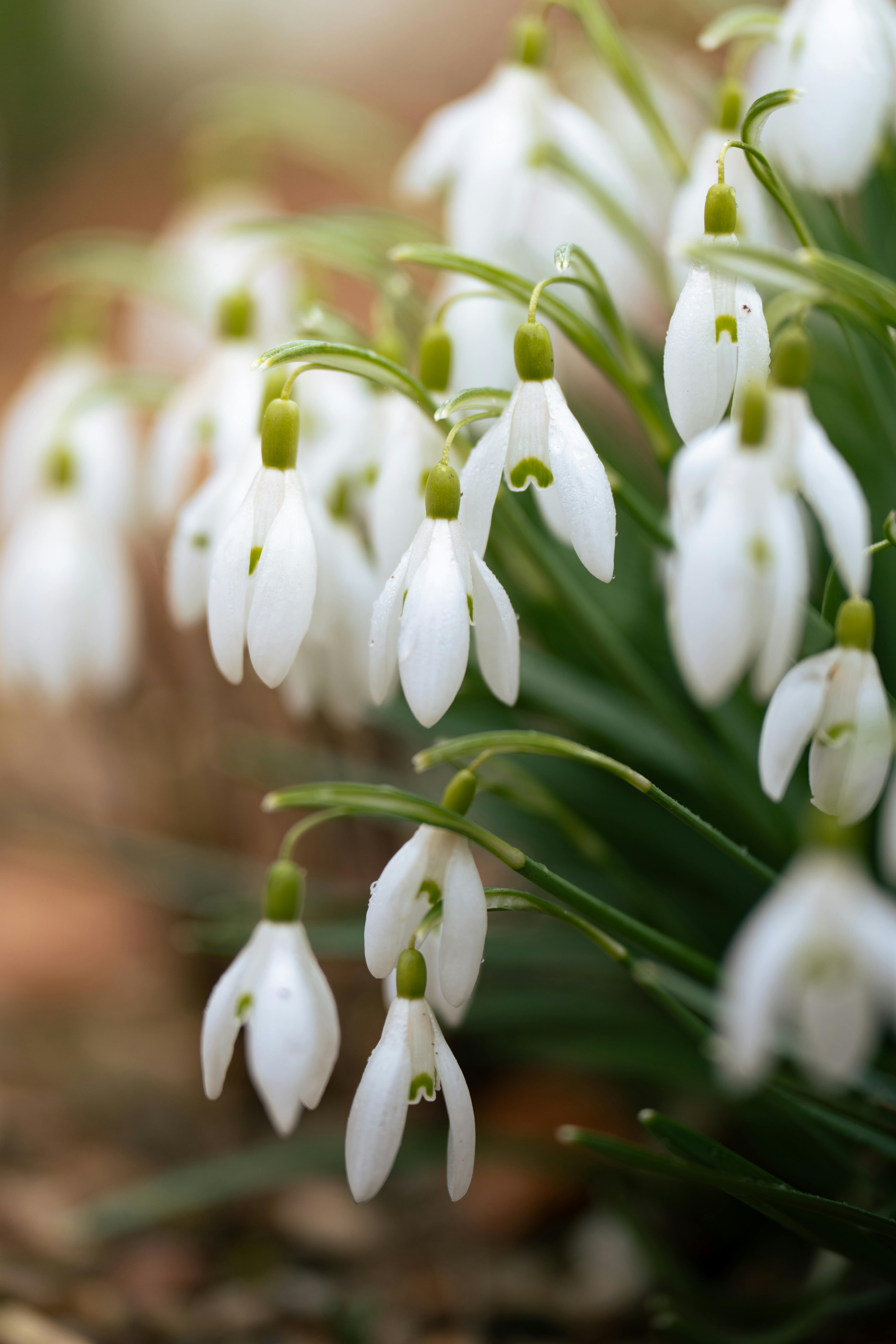 Macro shot of delicate snowdrops showcasing early spring blossoms.
