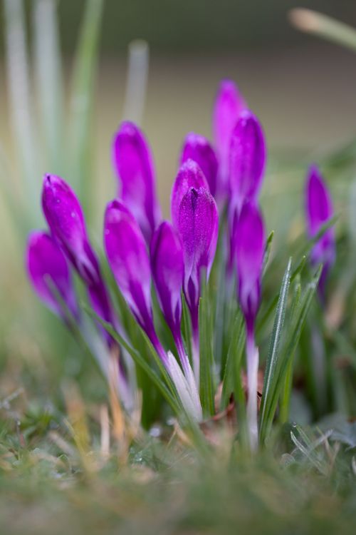 Free A cluster of vibrant purple crocuses blooming in a natural setting, signaling the arrival of spring. Stock Photo
