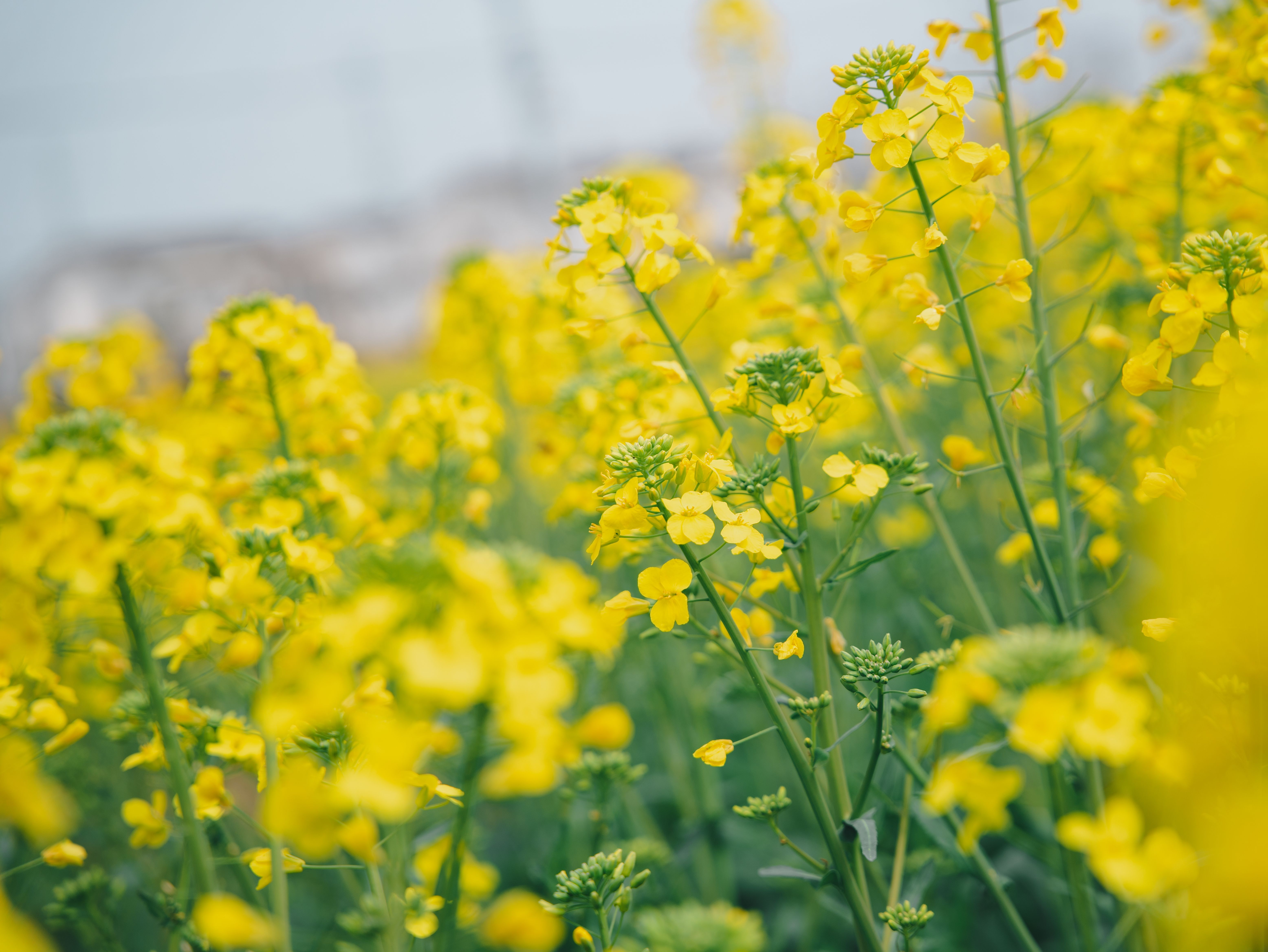 Vibrant Yellow Canola Field in Bloom · Free Stock Photo