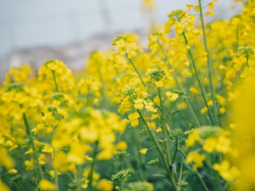 Free Close-up of bright yellow canola flowers in full bloom under clear skies. Stock Photo