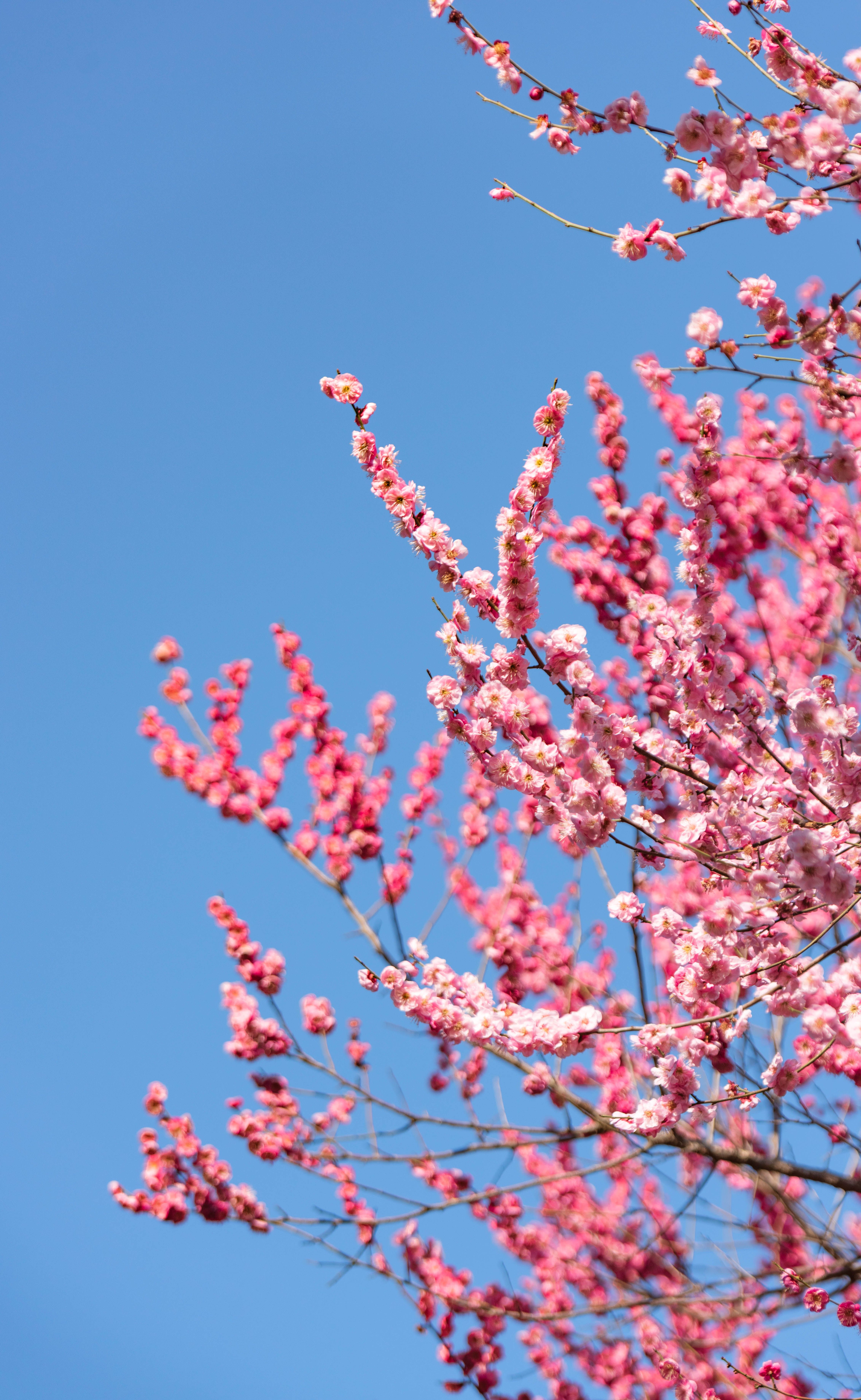 23 beautiful Japanese flowers: their names, meanings, and symbolism — flowers