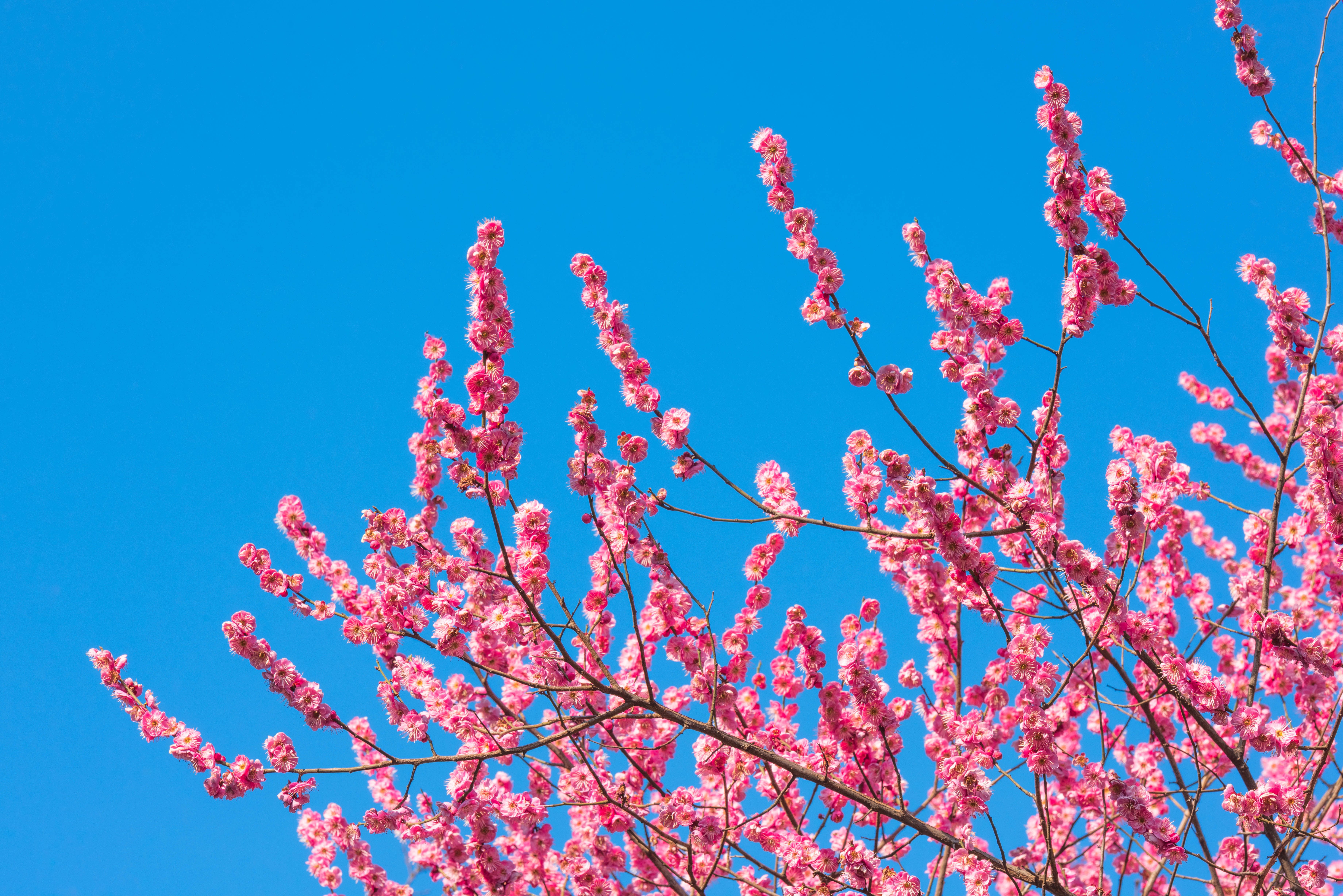 Vibrant Cherry Blossoms Against Clear Blue Sky · Free Stock Photo