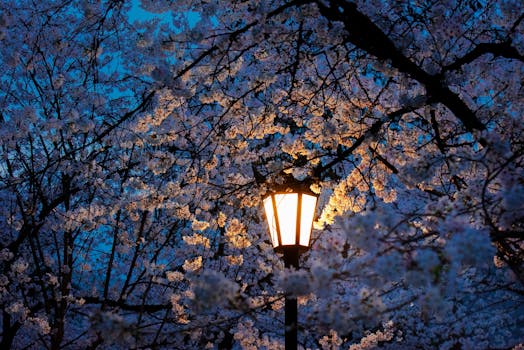 Elegant cherry blossoms surround a glowing streetlamp, creating a serene atmosphere.