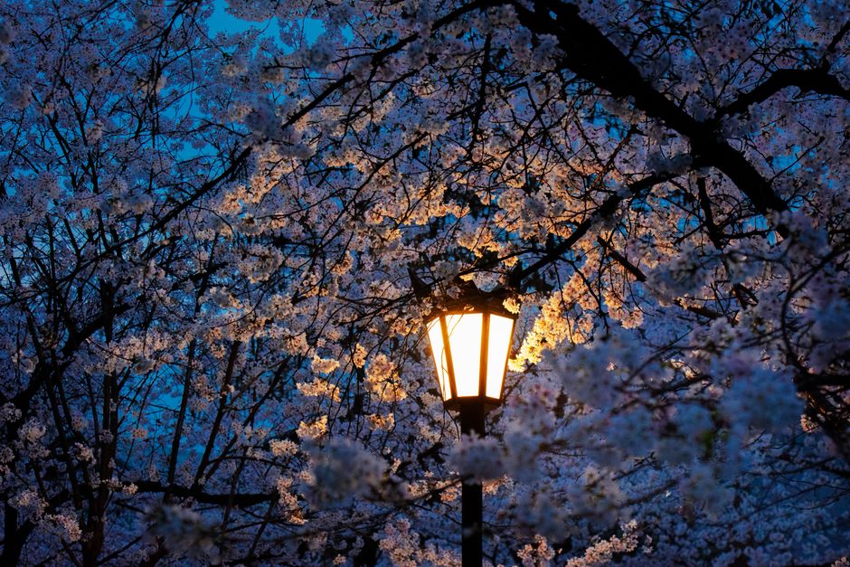 Elegant cherry blossoms surround a glowing streetlamp, creating a serene atmosphere.