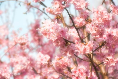 Free Close-up of cherry blossoms in full bloom, symbolizing spring's arrival with soft pink hues. Stock Photo