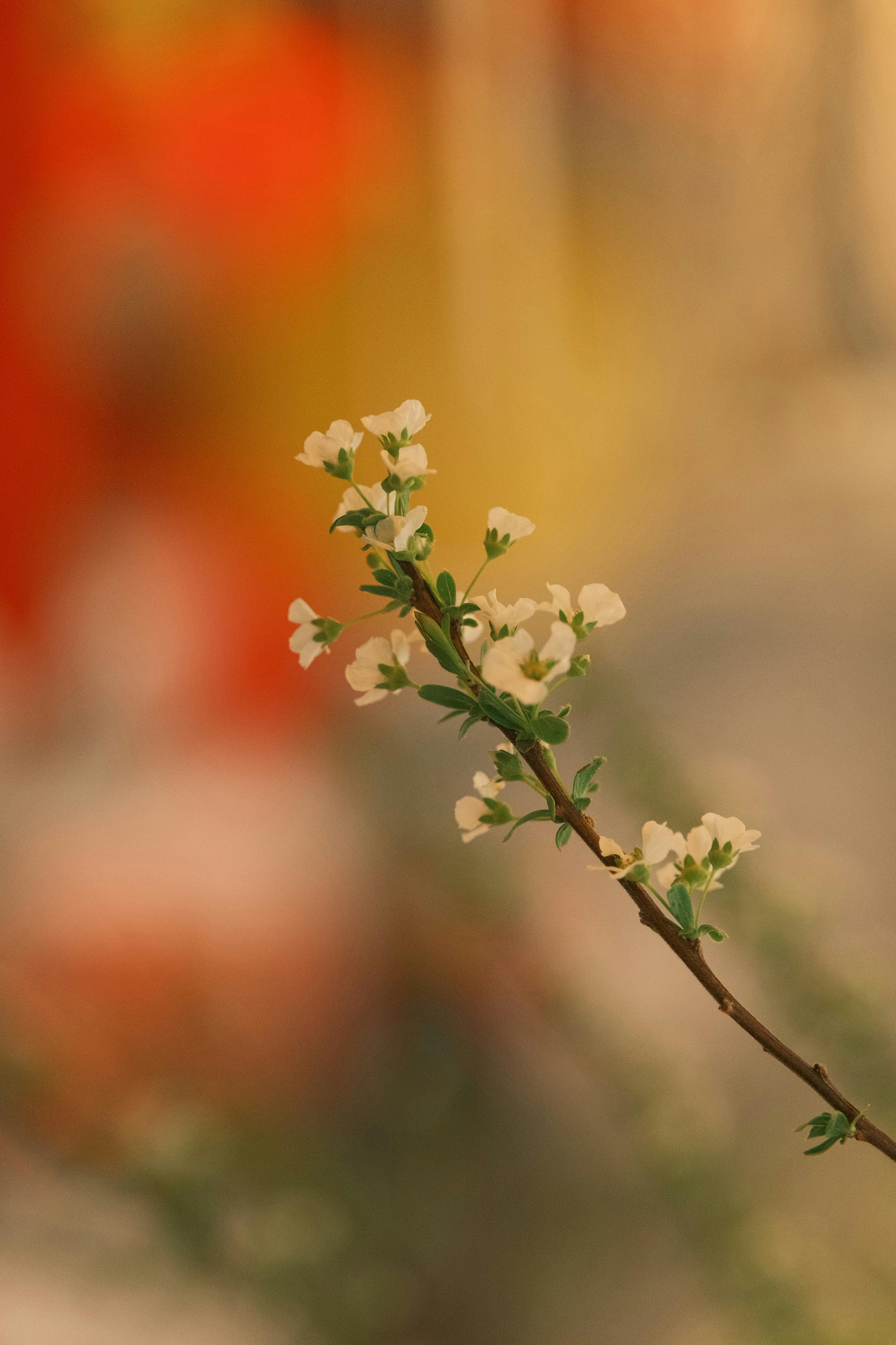 Delicate white blossoms on a branch with a vibrant blurred background, highlighting spring's beauty.