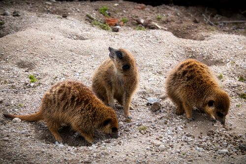 Free A group of three meerkats exploring a sandy and rocky terrain in Karlsruhe Zoo, Germany. Stock Photo