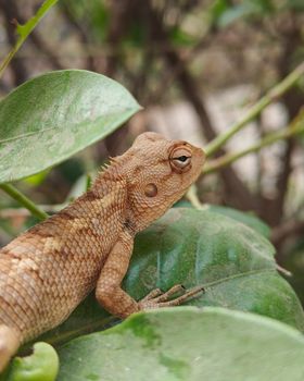 lizard photo