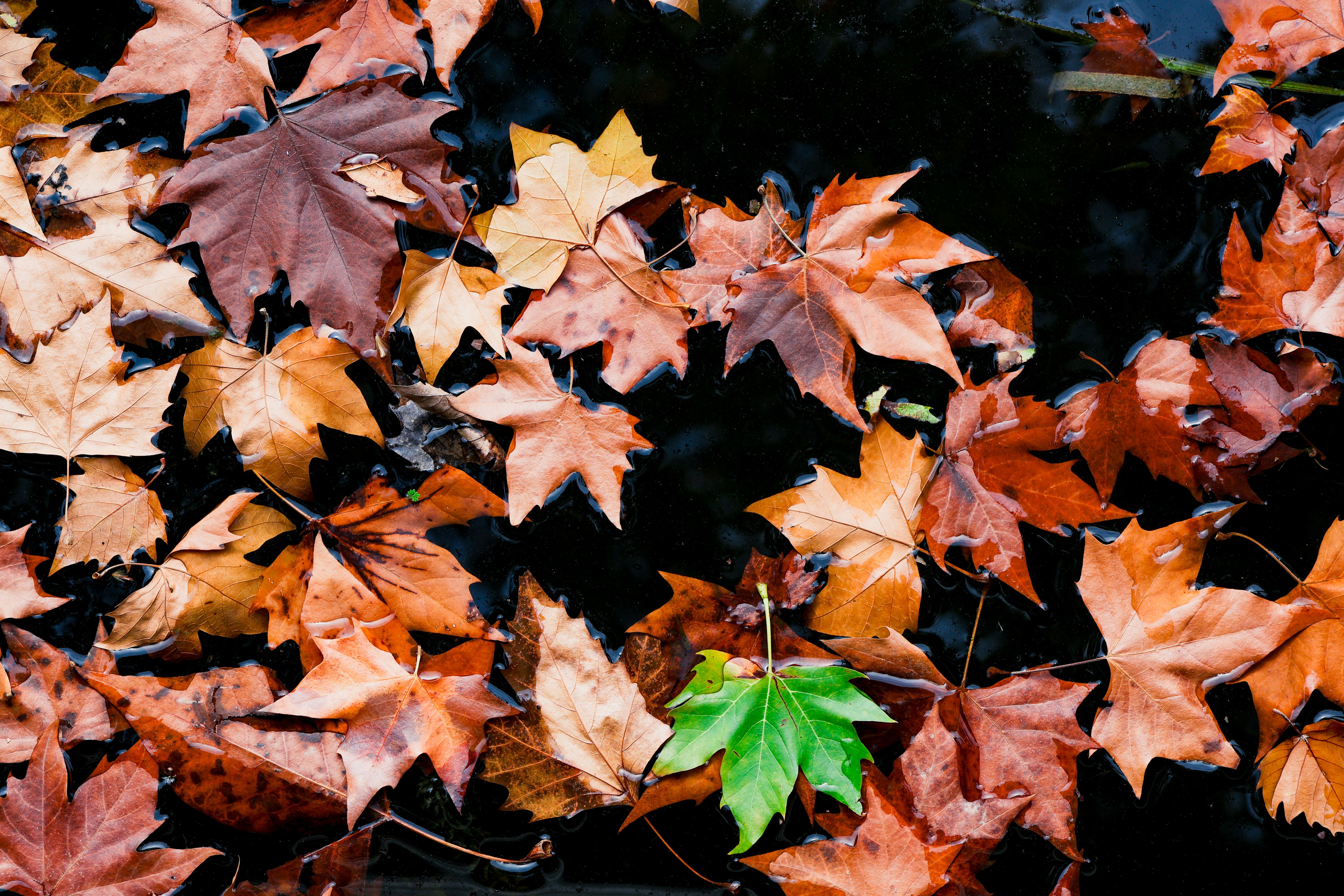 The October gardening tasks Oregon experts say you shouldn’t skip this fall — Photo by 浪 郭 on Pexels