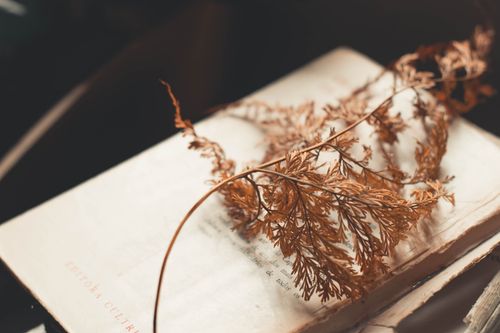 Free A vintage book with a delicate dry plant resting on its pages, evoking nostalgia. Stock Photo