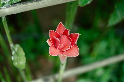 Free Close-up of a beautiful red ginger flower blooming in a lush Cambodian garden. Stock Photo