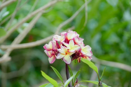 Free flower Stock Photo