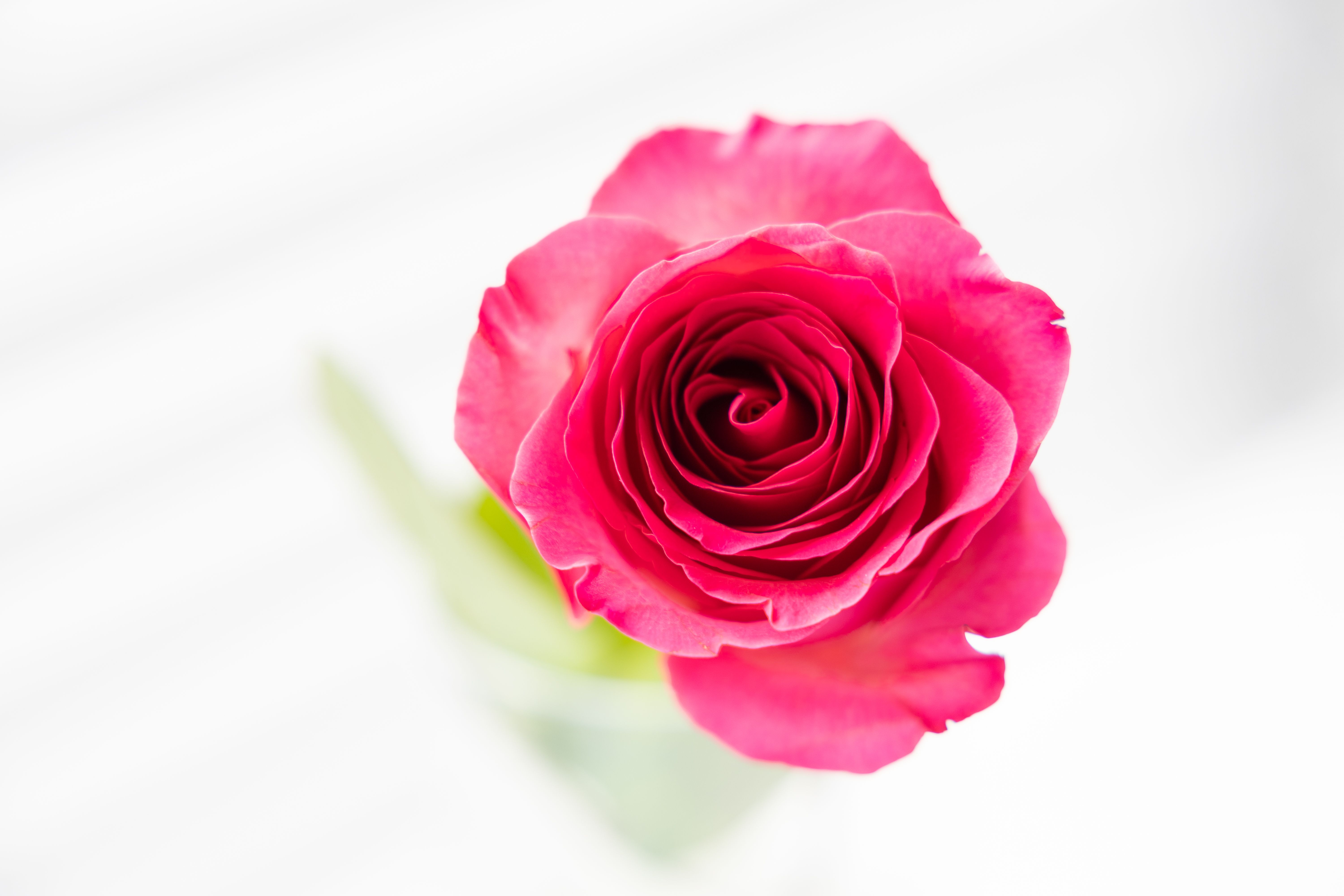 De franc Una impressionant rosa única en plena floració capturada sobre un fons blanc brillant. Foto d'estoc