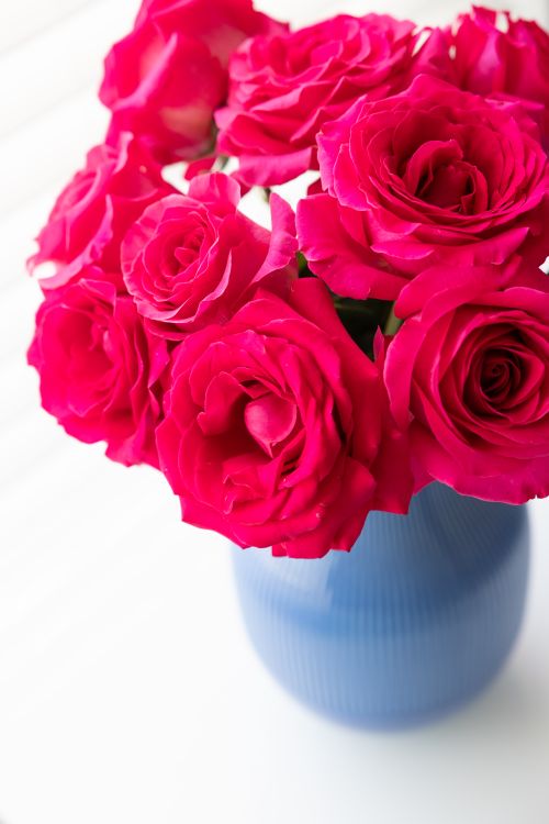 Free Close-up of vibrant pink roses beautifully arranged in a blue vase on a white background. Stock Photo