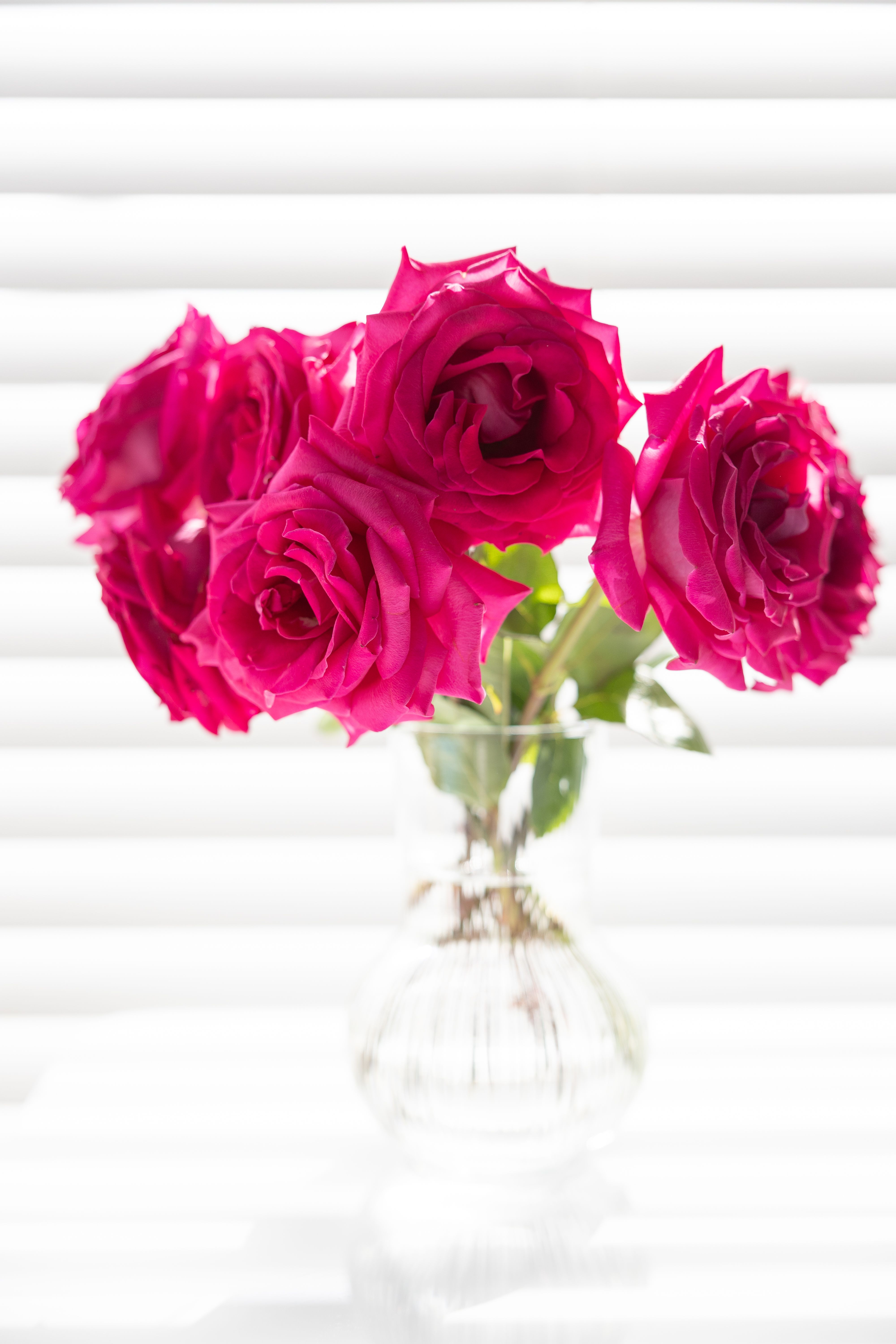 [ColoSach]-a-stunning-bouquet-of-pink-roses-in-a-clear-glass-vase-against-a-bright-white-background.
