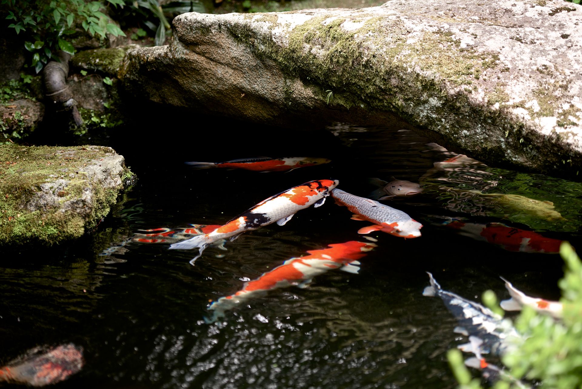 Vibrant koi fish gracefully swimming under a mossy rock in a tranquil pond setting