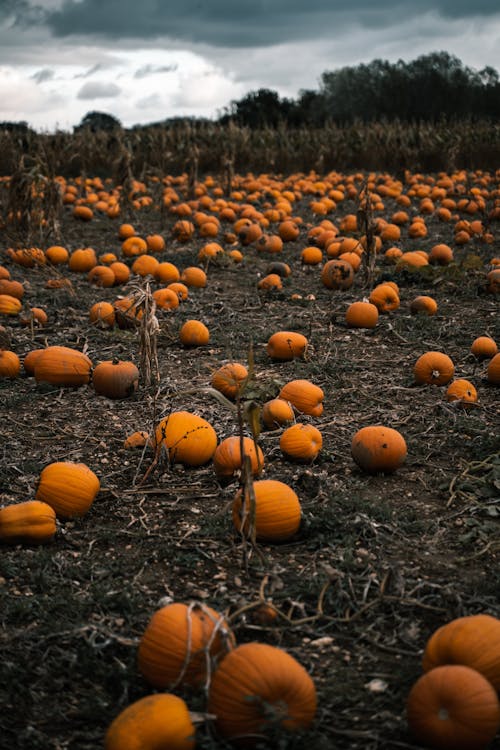Photo Of Pumpkin On Ground