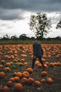 在英国多云的天空下，一名男子走过南瓜地
