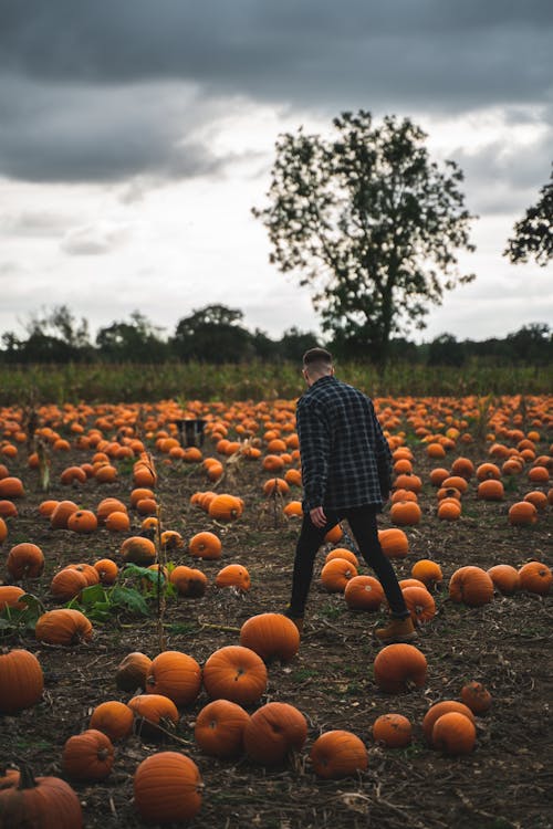 Photo Of Man Walking Surrounded With Pumpkins